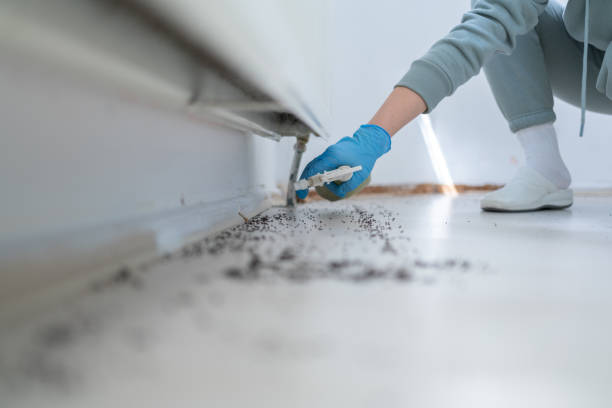 Best Wasp Removal Services  in Oak Grove, MN
